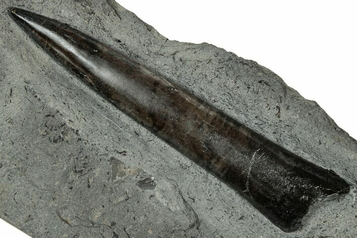 Fossil Belemnite (Acrocoelites) Rostrum - Germany #335230
